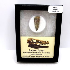 African "Raptor" Dinosaur Tooth - 104