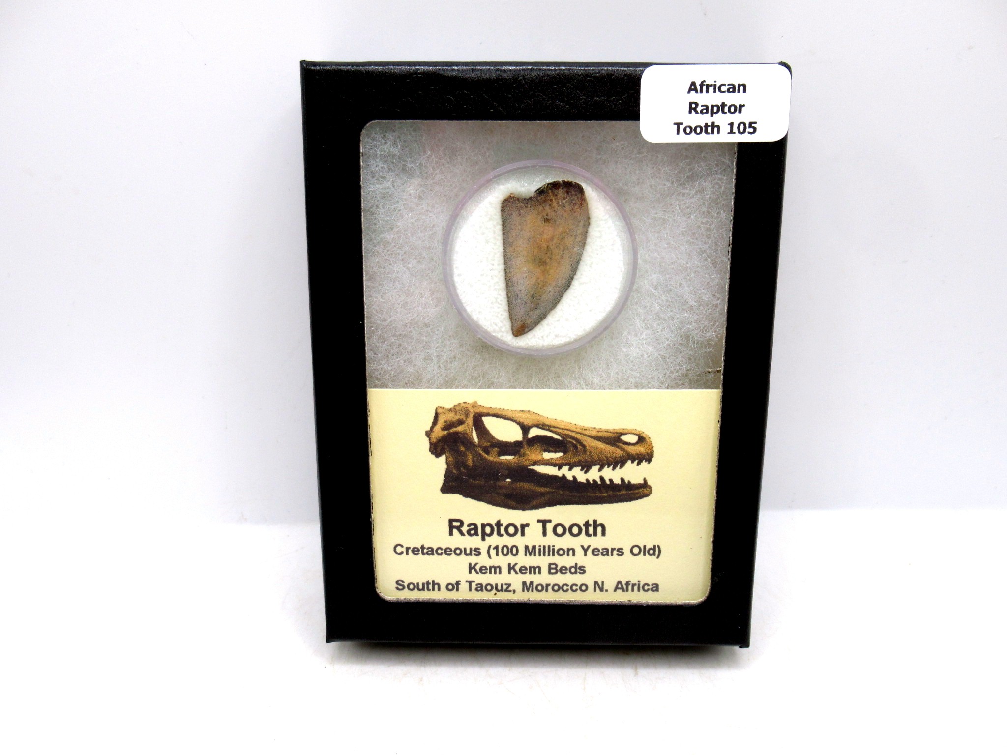 Morocco Cretaceous Age Raptor Dinosaur Tooth 105 | Fossils for Sale Genuine Cretaceous Age Raptor Dinosaur Tooth Fossil For Sale From Morocco #105