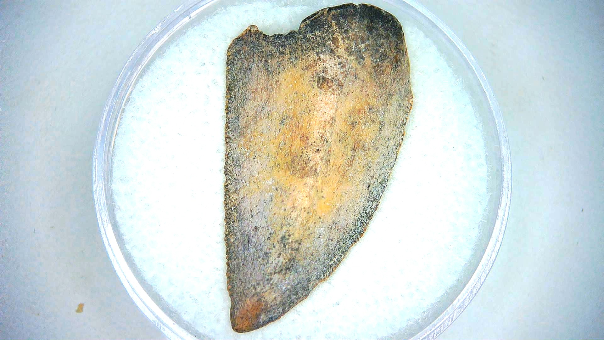 Morocco Cretaceous Age Raptor Dinosaur Tooth 105a | Fossils for Sale Genuine Cretaceous Age Raptor Dinosaur Tooth Fossil For Sale From Morocco #105a