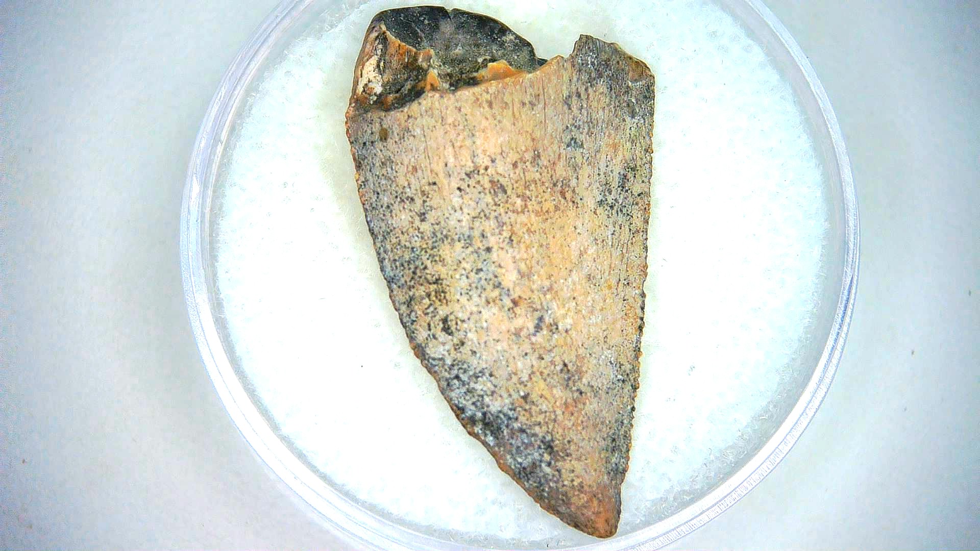Morocco Cretaceous Age Raptor Dinosaur Tooth 105b | Fossils for Sale Genuine Cretaceous Age Raptor Dinosaur Tooth Fossil For Sale From Morocco #105b
