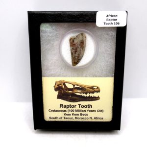 African "Raptor" Dinosaur Tooth - 106