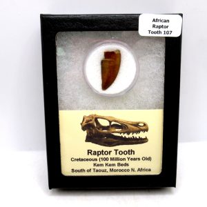 African "Raptor" Dinosaur Tooth - 107