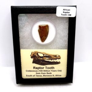African "Raptor" Dinosaur Tooth - 108