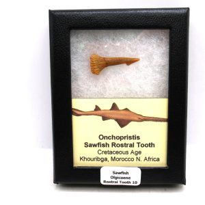 Sawfish Cretaceous Rostral Tooth For Sale from Morocco #10