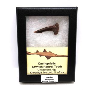 Sawfish Cretaceous Rostral Tooth For Sale from Morocco #11