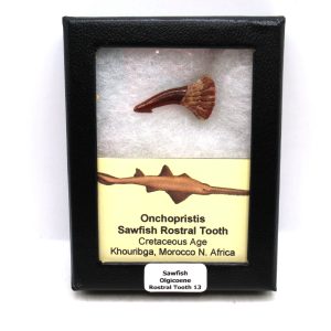 Sawfish Cretaceous Rostral Tooth For Sale from Morocco #13