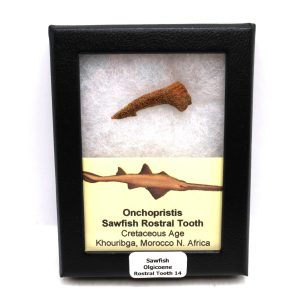 Sawfish Cretaceous Rostral Tooth For Sale from Morocco #14