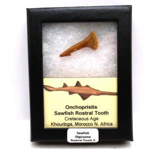 Sawfish Cretaceous Rostral Tooth For Sale from Morocco #5