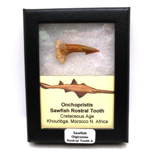 Sawfish Cretaceous Rostral Tooth For Sale from Morocco #6