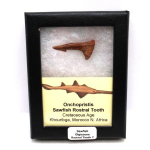 Sawfish Cretaceous Rostral Tooth For Sale from Morocco #7