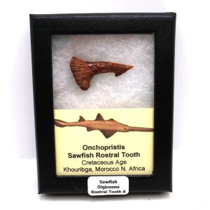 Sawfish Cretaceous Rostral Tooth For Sale from Morocco #8