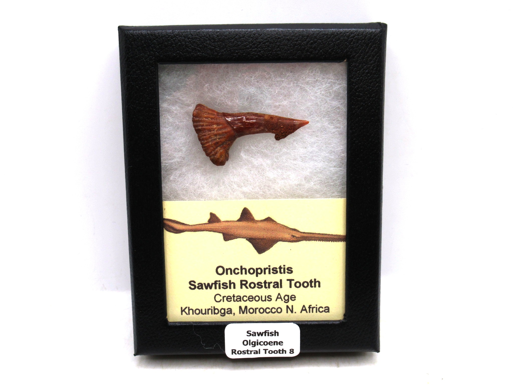 Morocco Cretaceous Age Sawfish Rostral Tooth 8 | Fossils for Sale Genuine Cretaceous Age Sawfish Rostral Tooth Fossils for Sale from Morocco #8