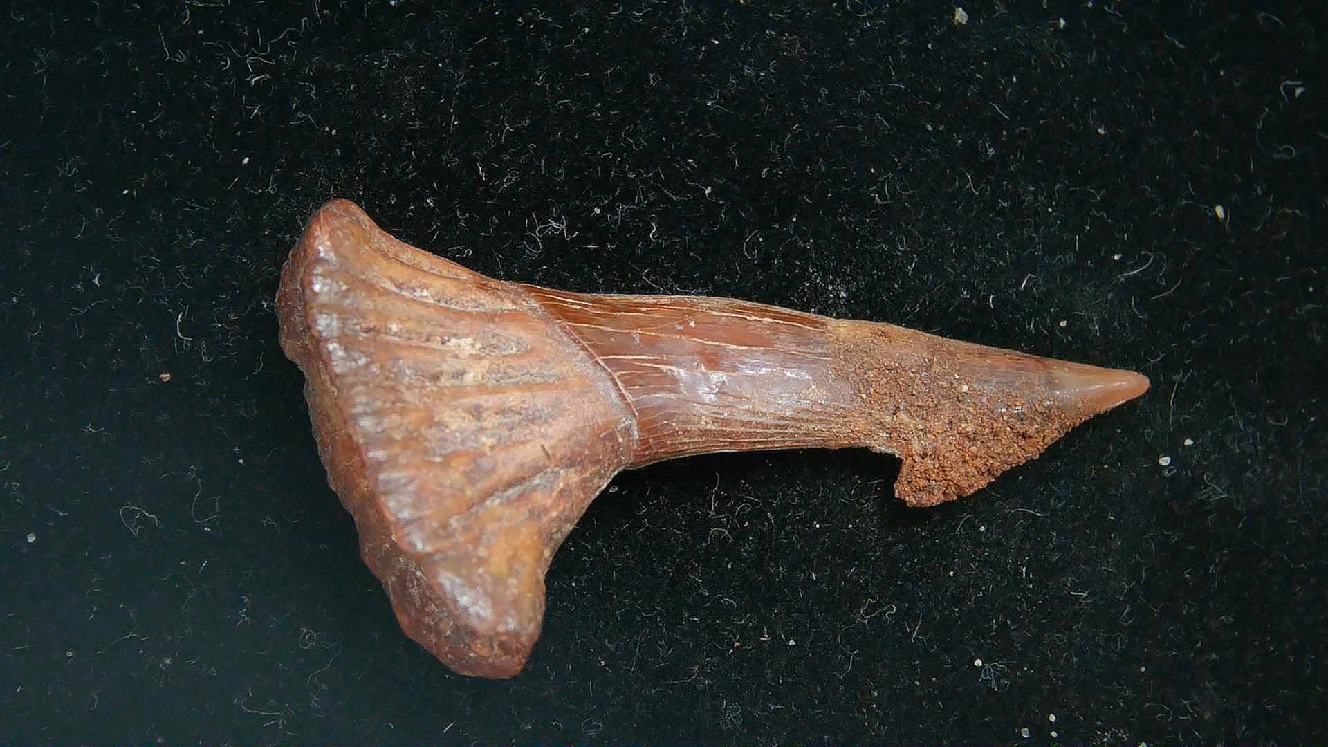 Morocco Cretaceous Age Sawfish Rostral Tooth 8a | Fossils for Sale Genuine Cretaceous Age Sawfish Rostral Tooth Fossils for Sale from Morocco #8a