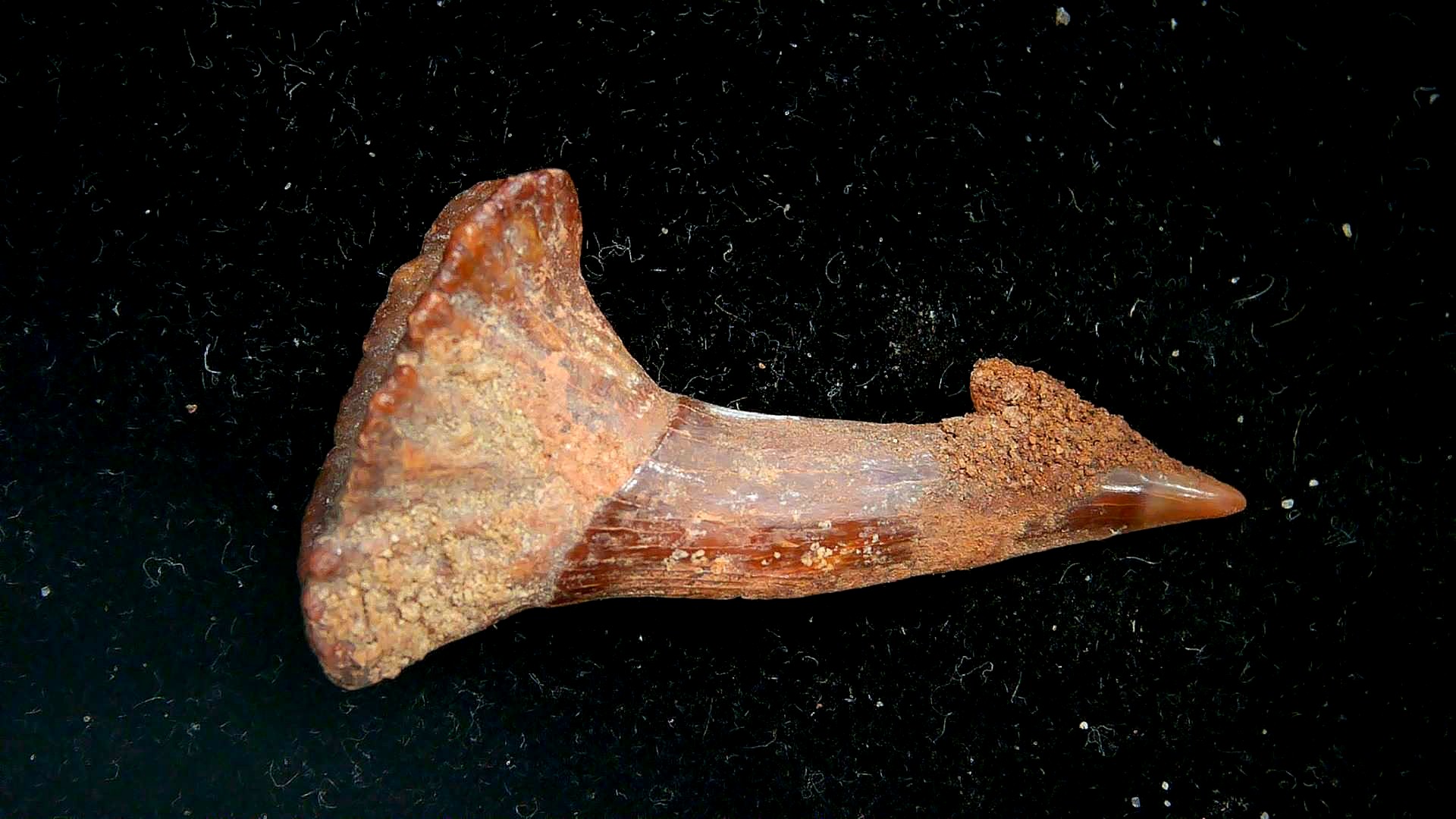 Morocco Cretaceous Age Sawfish Rostral Tooth 8b | Fossils for Sale Genuine Cretaceous Age Sawfish Rostral Tooth Fossils for Sale from Morocco #8b