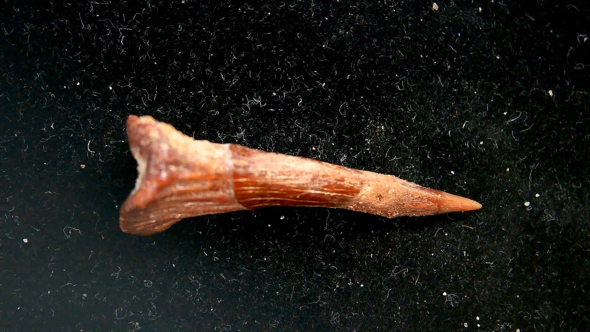 Morocco Cretaceous Age Sawfish Rostral Tooth 8c | Fossils for Sale Genuine Cretaceous Age Sawfish Rostral Tooth Fossils for Sale from Morocco #8c