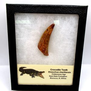 Genuine Cretaceous Age Elosuchus Crocodile Tooth Fossil for Sale from Morocco #51