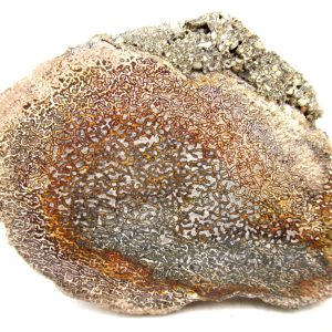 Morocco Cretaceous Polished Dinosaur Bone Slice 100 | Fossils for Sale Genuine Cretaceous Age Polished Dinosaur Bone Slice for Sale from Morocco #100