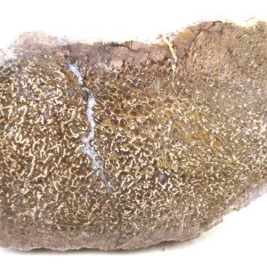 Morocco Cretaceous Polished Dinosaur Bone Slice 101 | Fossils for Sale Genuine Cretaceous Age Polished Dinosaur Bone Slice for Sale from Morocco #101