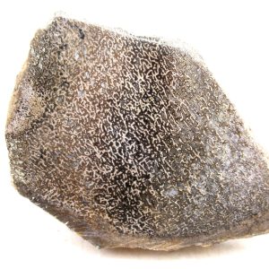 Morocco Cretaceous Polished Dinosaur Bone Slice 102 | Fossils for Sale Genuine Cretaceous Age Polished Dinosaur Bone Slice for Sale from Morocco #102