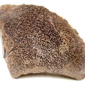 Morocco Cretaceous Polished Dinosaur Bone Slice 103 | Fossils for Sale Genuine Cretaceous Age Polished Dinosaur Bone Slice for Sale from Morocco #103