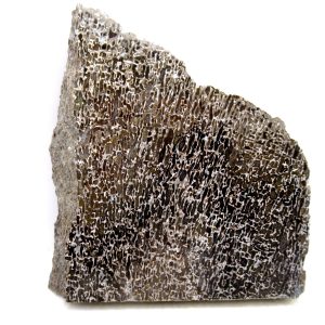 Morocco Cretaceous Polished Dinosaur Bone Slice 105 | Fossils for Sale Genuine Cretaceous Age Polished Dinosaur Bone Slice for Sale from Morocco #105