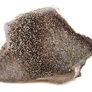 Morocco Cretaceous Polished Dinosaur Bone Slice 106 | Fossils for Sale Genuine Cretaceous Age Polished Dinosaur Bone Slice for Sale from Morocco #106