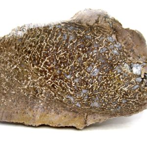 Morocco Cretaceous Polished Dinosaur Bone Slice 75 | Fossils for Sale Genuine Cretaceous Age Polished Dinosaur Bone Slice for Sale from Morocco #75