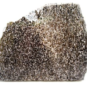 Morocco Cretaceous Polished Dinosaur Bone Slice 79 | Fossils for Sale Genuine Cretaceous Age Polished Dinosaur Bone Slice for Sale from Morocco #79