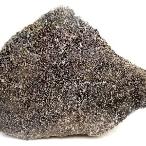 Morocco Cretaceous Polished Dinosaur Bone Slice 80 | Fossils for Sale Genuine Cretaceous Age Polished Dinosaur Bone Slice for Sale from Morocco #80