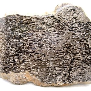 Morocco Cretaceous Polished Dinosaur Bone Slice 81 | Fossils for Sale Genuine Cretaceous Age Polished Dinosaur Bone Slice for Sale from Morocco #81