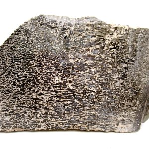 Morocco Cretaceous Polished Dinosaur Bone Slice 82 | Fossils for Sale Genuine Cretaceous Age Polished Dinosaur Bone Slice for Sale from Morocco #82