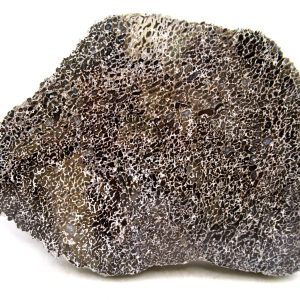 Morocco Cretaceous Polished Dinosaur Bone Slice 83 | Fossils for Sale Genuine Cretaceous Age Polished Dinosaur Bone Slice for Sale from Morocco #83