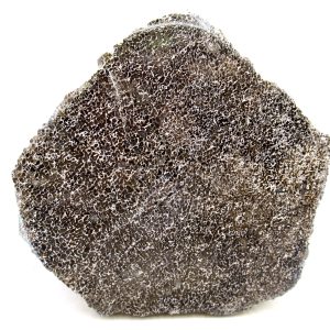 Morocco Cretaceous Polished Dinosaur Bone Slice 84 | Fossils for Sale Genuine Cretaceous Age Polished Dinosaur Bone Slice for Sale from Morocco #84