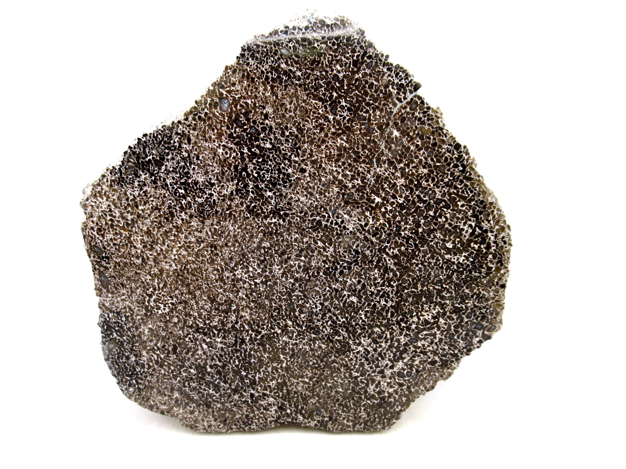 Morocco Cretaceous Polished Dinosaur Bone Slice 84a | Fossils for Sale Genuine Cretaceous Age Polished Dinosaur Bone Slice for Sale from Morocco #84a