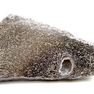 Morocco Cretaceous Polished Dinosaur Bone Slice 85a | Fossils for Sale Genuine Cretaceous Age Polished Dinosaur Bone Slice for Sale from Morocco #85a