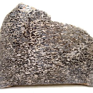 Morocco Cretaceous Polished Dinosaur Bone Slice 86 | Fossils for Sale Genuine Cretaceous Age Polished Dinosaur Bone Slice for Sale from Morocco #86