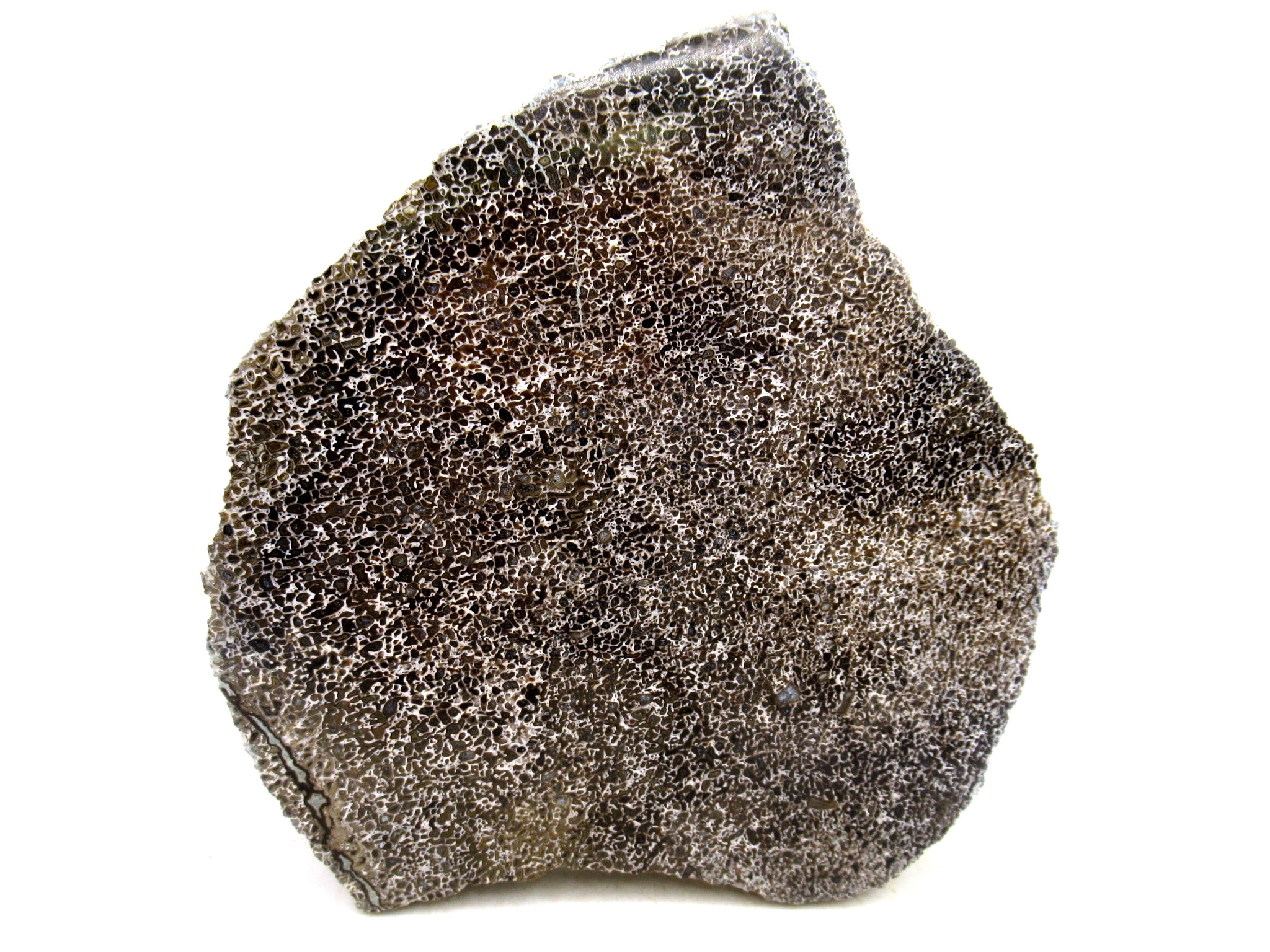 Morocco Cretaceous Polished Dinosaur Bone Slice 87 | Fossils for Sale Genuine Cretaceous Age Polished Dinosaur Bone Slice for Sale from Morocco #87