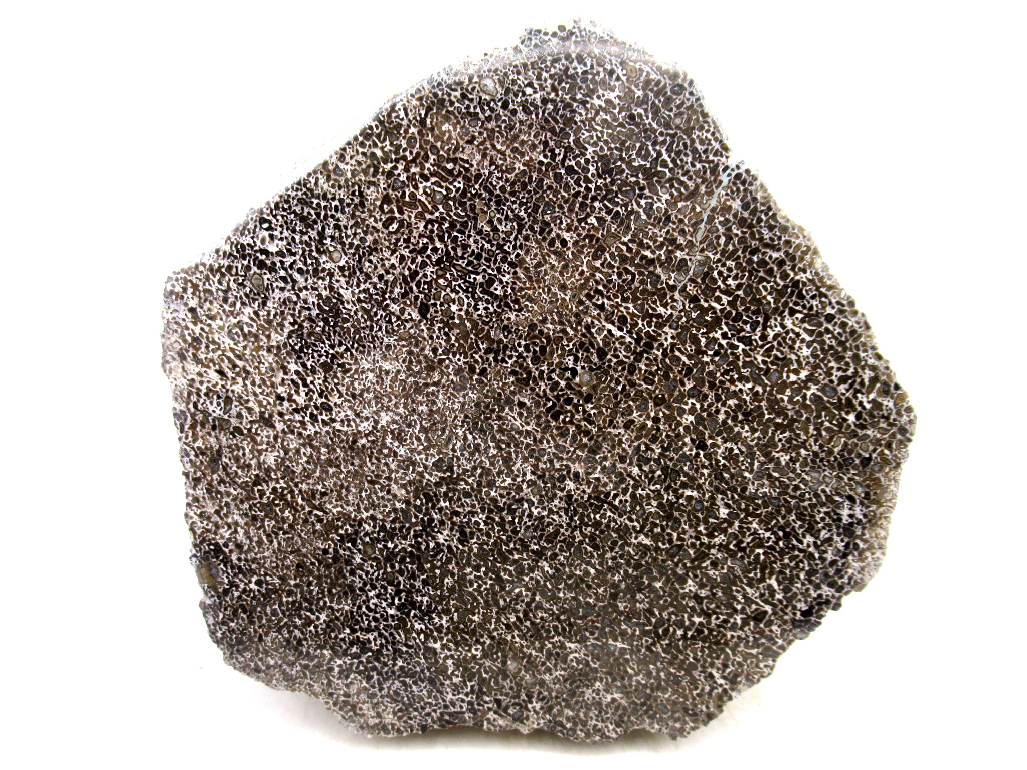 Morocco Cretaceous Polished Dinosaur Bone Slice 89a | Fossils for Sale Genuine Cretaceous Age Polished Dinosaur Bone Slice for Sale from Morocco #89a