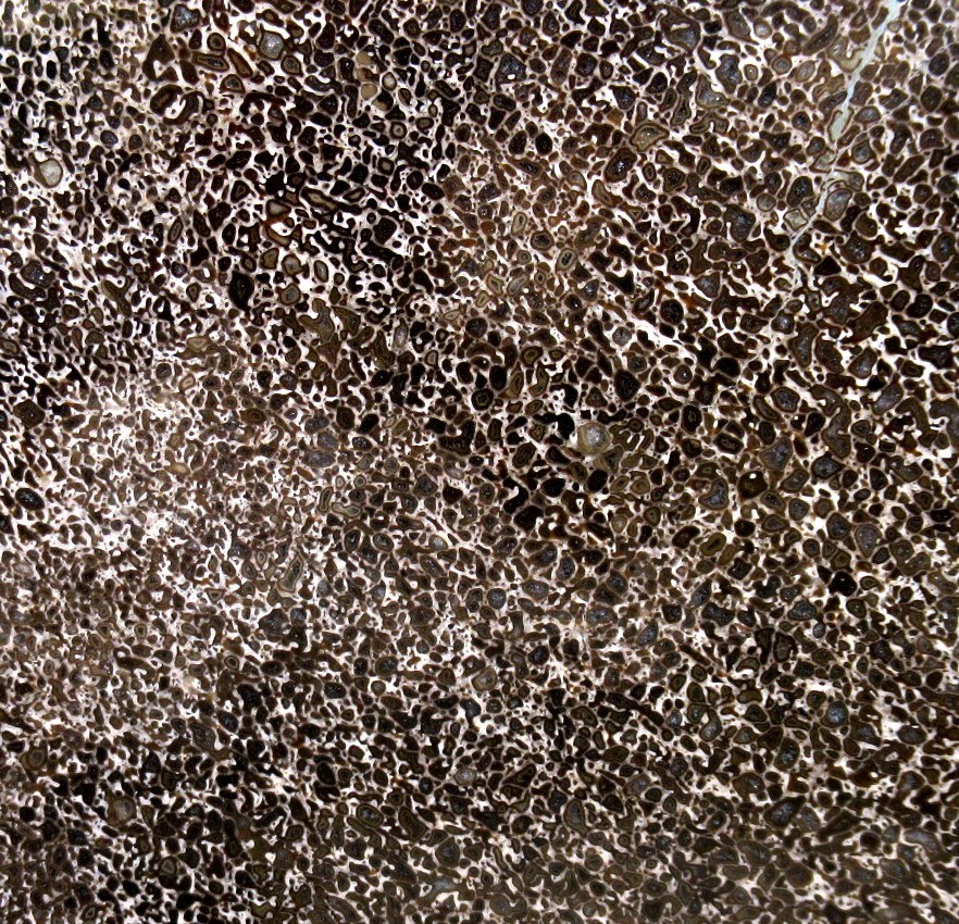 Morocco Cretaceous Polished Dinosaur Bone Slice 89b | Fossils for Sale Genuine Cretaceous Age Polished Dinosaur Bone Slice for Sale from Morocco #89b