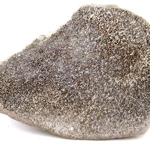 Morocco Cretaceous Polished Dinosaur Bone Slice 90 | Fossils for Sale Genuine Cretaceous Age Polished Dinosaur Bone Slice for Sale from Morocco #90