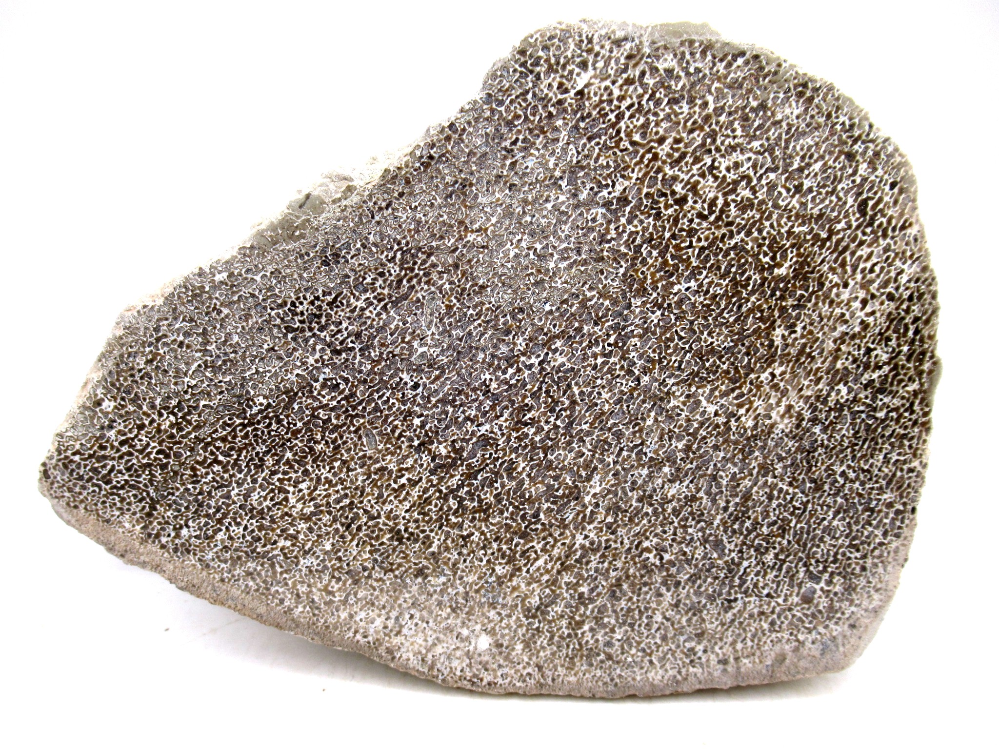 Morocco Cretaceous Polished Dinosaur Bone Slice 90 | Fossils for Sale Genuine Cretaceous Age Polished Dinosaur Bone Slice for Sale from Morocco #90