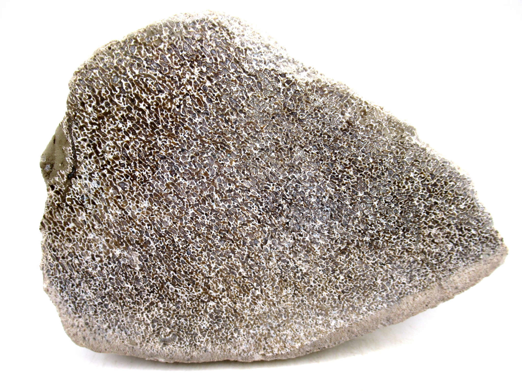 Morocco Cretaceous Polished Dinosaur Bone Slice 90a | Fossils for Sale Genuine Cretaceous Age Polished Dinosaur Bone Slice for Sale from Morocco #90a