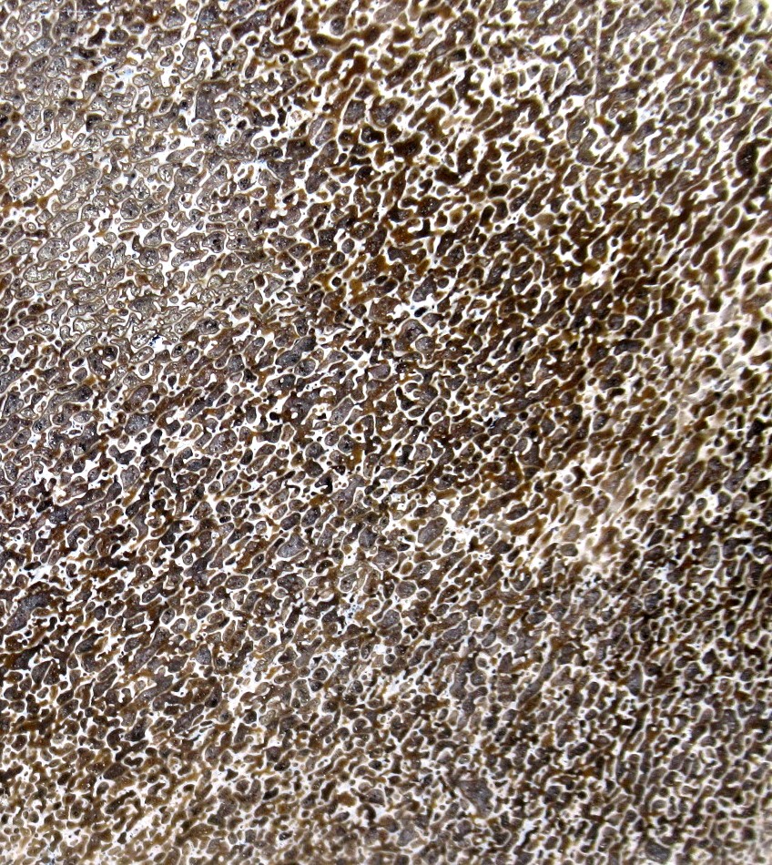 Morocco Cretaceous Polished Dinosaur Bone Slice 90b | Fossils for Sale Genuine Cretaceous Age Polished Dinosaur Bone Slice for Sale from Morocco #90b