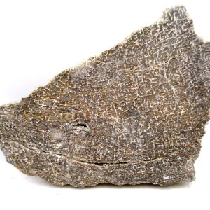 Morocco Cretaceous Polished Dinosaur Bone Slice 91 | Fossils for Sale Genuine Cretaceous Age Polished Dinosaur Bone Slice for Sale from Morocco #91