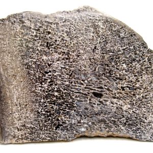 Morocco Cretaceous Polished Dinosaur Bone Slice 92 | Fossils for Sale Genuine Cretaceous Age Polished Dinosaur Bone Slice for Sale from Morocco #92