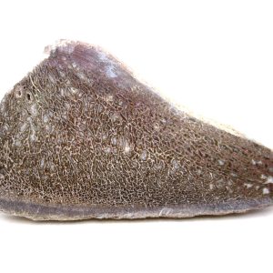 Morocco Cretaceous Polished Dinosaur Bone Slice 93 | Fossils for Sale Genuine Cretaceous Age Polished Dinosaur Bone Slice for Sale from Morocco #93