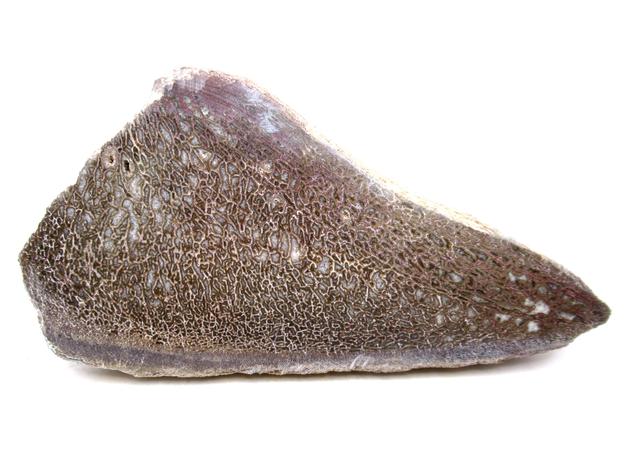 Morocco Cretaceous Polished Dinosaur Bone Slice 93 | Fossils for Sale Genuine Cretaceous Age Polished Dinosaur Bone Slice for Sale from Morocco #93