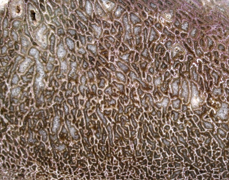 Morocco Cretaceous Polished Dinosaur Bone Slice 93b | Fossils for Sale Genuine Cretaceous Age Polished Dinosaur Bone Slice for Sale from Morocco #93b