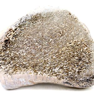 Morocco Cretaceous Polished Dinosaur Bone Slice 95 | Fossils for Sale Genuine Cretaceous Age Polished Dinosaur Bone Slice for Sale from Morocco #95