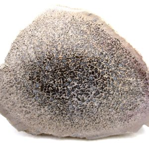 Morocco Cretaceous Polished Dinosaur Bone Slice 96 | Fossils for Sale Genuine Cretaceous Age Polished Dinosaur Bone Slice for Sale from Morocco #96